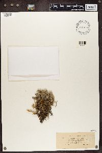Cladonia rangiferina image