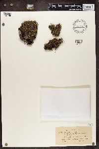 Cladonia uncialis image