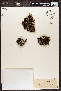 Cladonia chlorophaea image