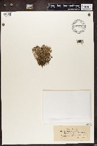 Cladonia rangiferina image