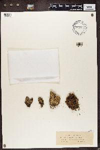 Cladonia caespiticia image