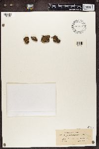 Cladonia peziziformis image