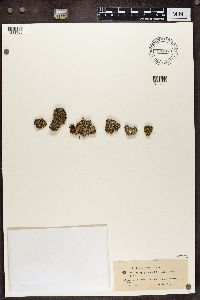 Cladonia peziziformis image