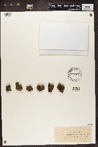 Cladonia subcariosa image