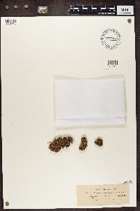 Cladonia subcariosa image