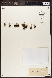 Cladonia coccifera image