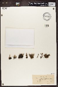 Cladonia verticillata image