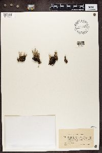 Cladonia fimbriata image