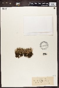 Cladonia furcata image