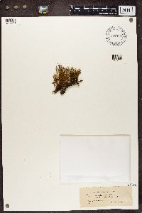 Cladonia furcata image