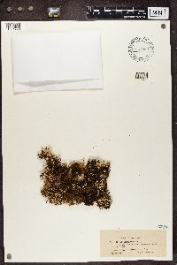 Cladonia chlorophaea image