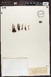 Cladonia verticillata image