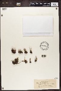 Cladonia verticillata image