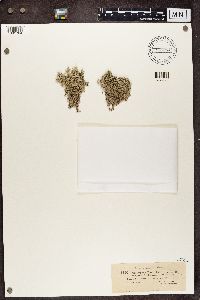 Cladonia portentosa image
