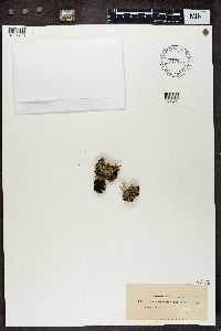 Cladonia calycantha image