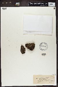 Cladonia chlorophaea image