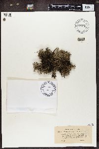 Cladonia portentosa image