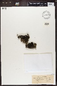 Cladonia portentosa image