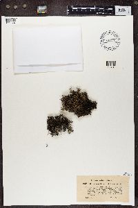 Cladonia portentosa image