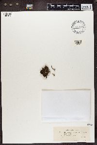 Cladonia pleurota image