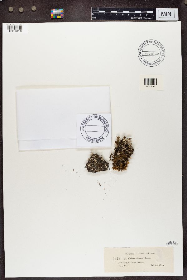 Cladonia chlorophaea image