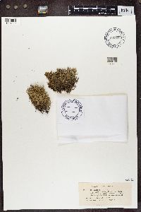 Cladonia uncialis image