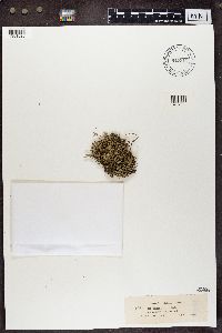 Cladonia uncialis image