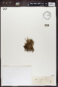 Cladonia uncialis image