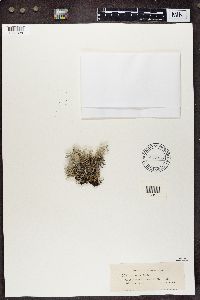 Cladina arbuscula subsp. mitis image