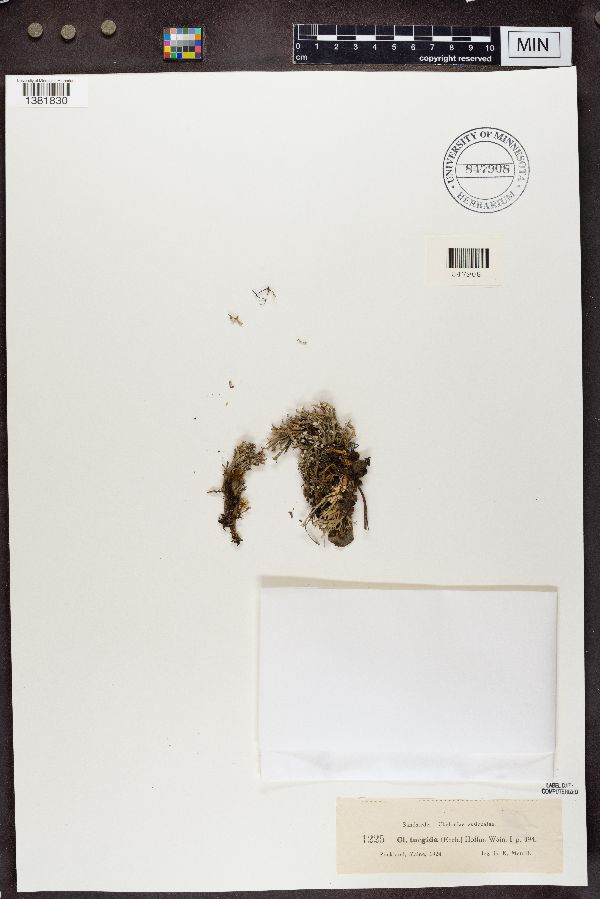 Cladonia turgida image