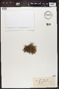 Cladonia furcata image