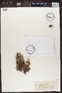 Cladonia rangiferina image