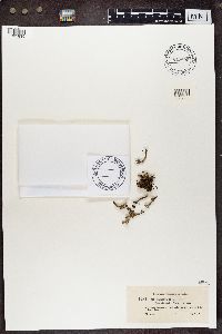 Cladonia digitata image