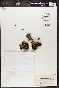 Cladonia symphycarpia image