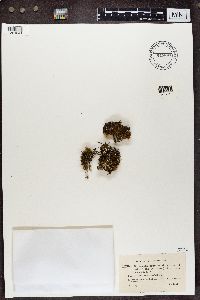 Cladonia symphycarpia image