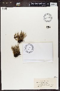 Cladonia gracilis f. elongata image