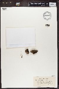 Cladonia fimbriata image