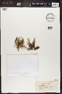 Cladonia phyllophora image