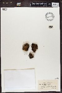 Cladonia crispata image