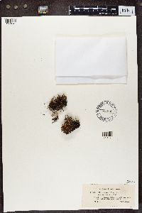 Cladonia crispata image