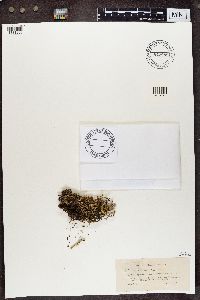 Cladonia crispata image