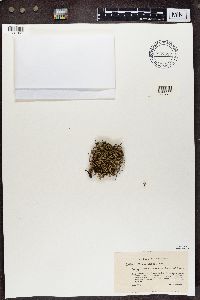 Cladonia uncialis image