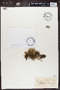 Cladonia uncialis image