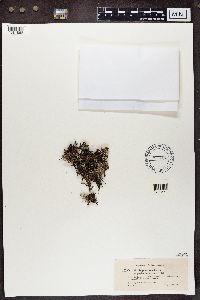 Cladonia phyllophora image