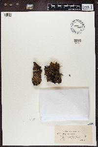 Cladonia ramulosa image