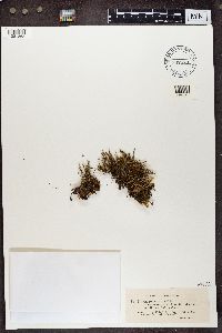 Cladonia gracilis image