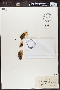 Cladonia turgida image