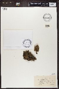 Cladonia ramulosa image