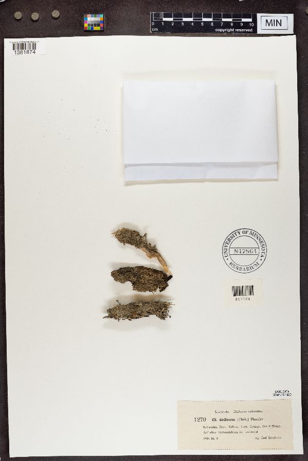 Cladonia parasitica image