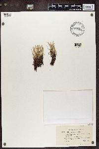 Cladonia gracilis image